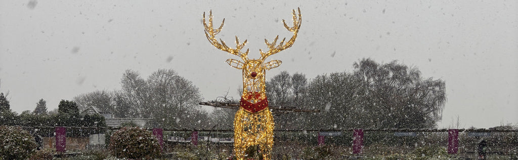 🎄 Christmas at Coletta & Tyson 🎄