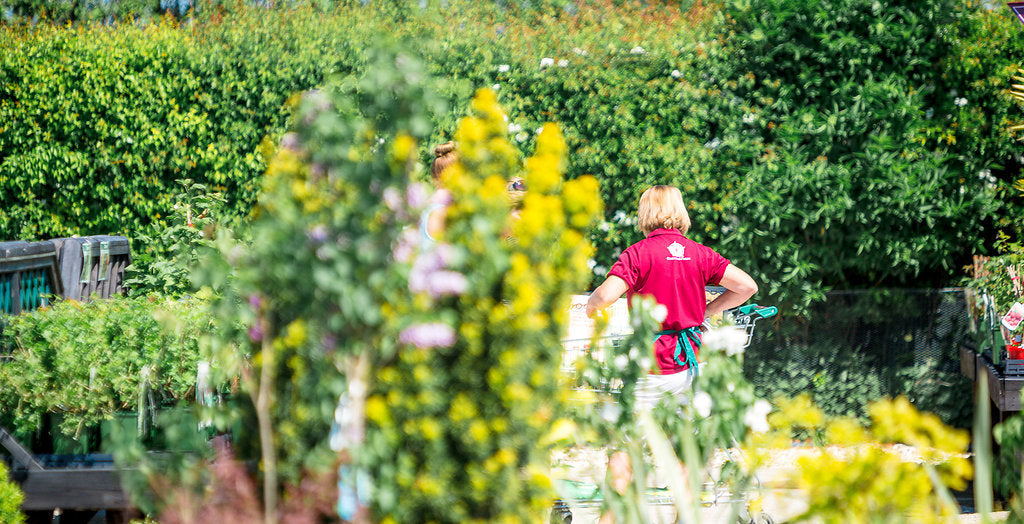 Top Gardening Tips for October