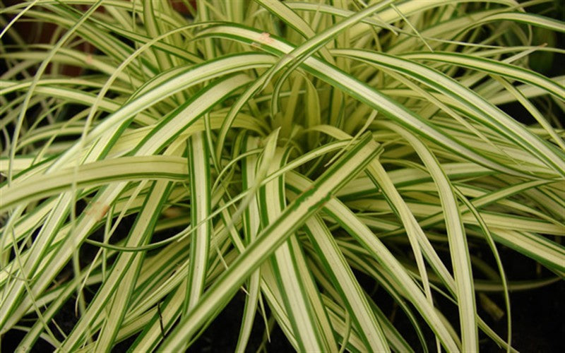 August Plant of the Month: Grasses