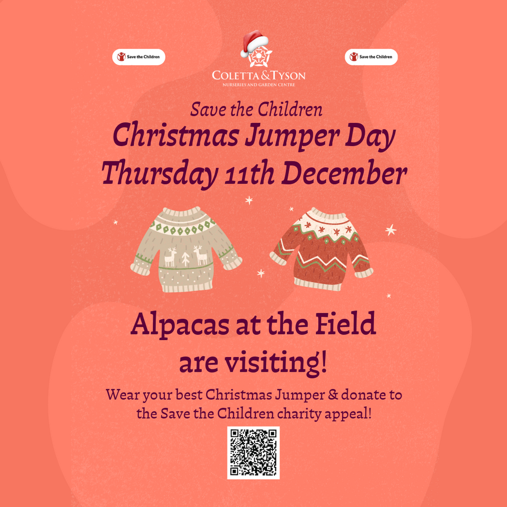 🎄 Alpacas, Christmas Jumpers & Festive Fun at Coletta & Tyson! 🎄