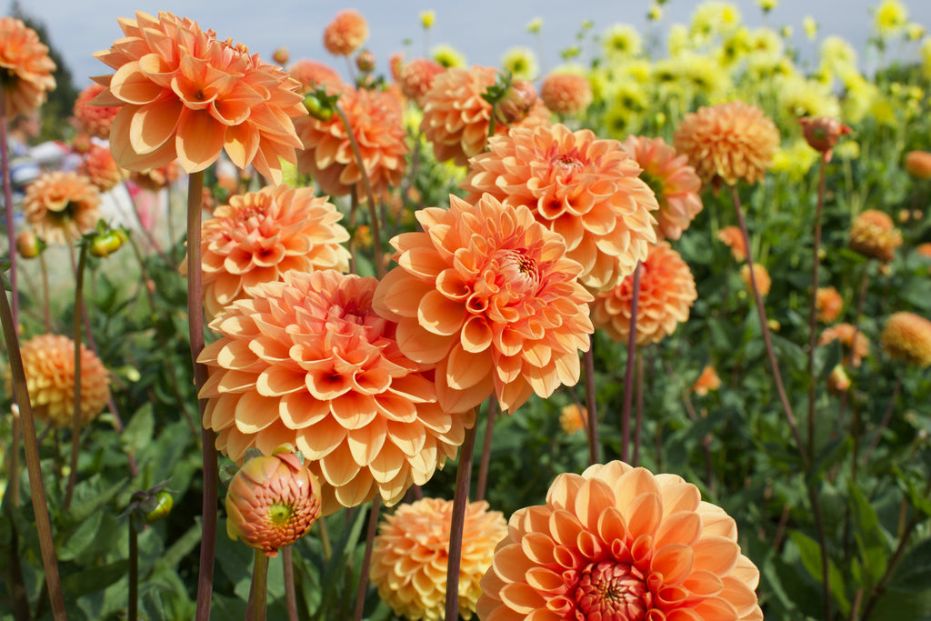July Plant of the Month: The Dahlia