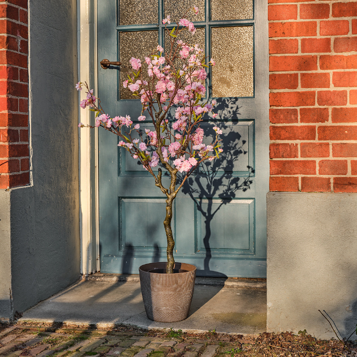 cherry blossom plant in pot Cherry Blossom Tree Pink- 125cm – Coletta & Tyson Garden Centre