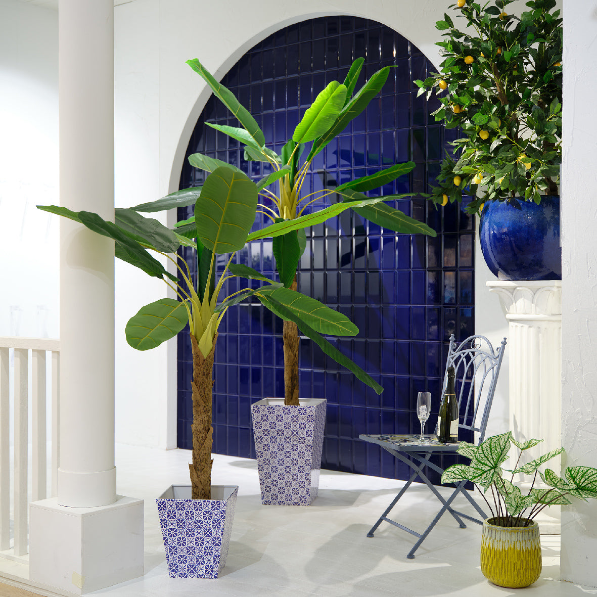 large indoor banana plant uk Potted Banana Plant Green- Large – Coletta & Tyson Garden Centre